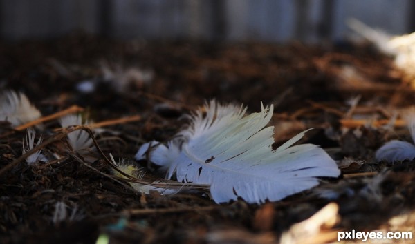 Creation of Molting: Step 1