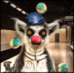 Juggling Lemur