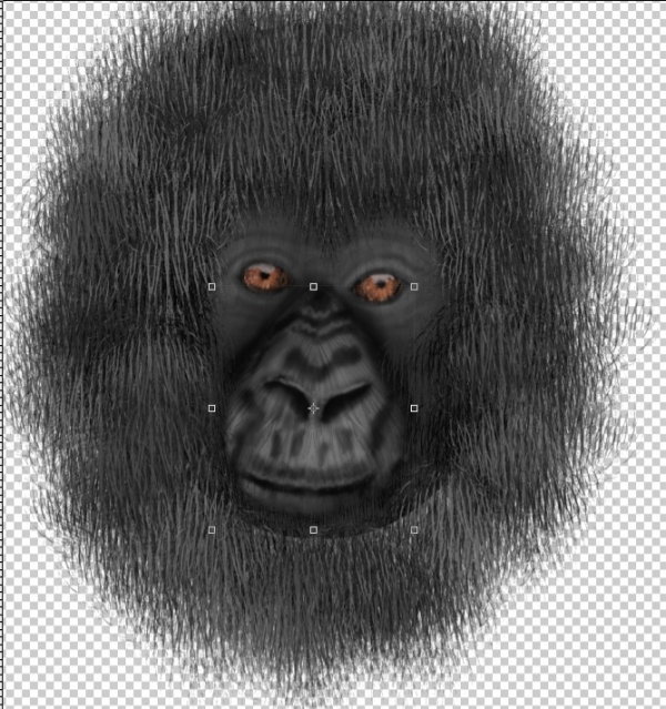 Creation of Portrait of a Gorilla: Step 7