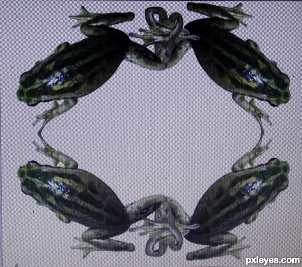 Creation of A Knot of Frogs: Step 3