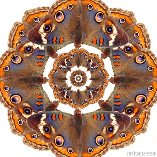 Creation of A kaleidoscope of butterflies: Step 4