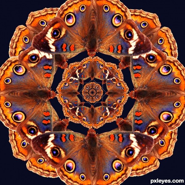 Creation of A kaleidoscope of butterflies: Step 5