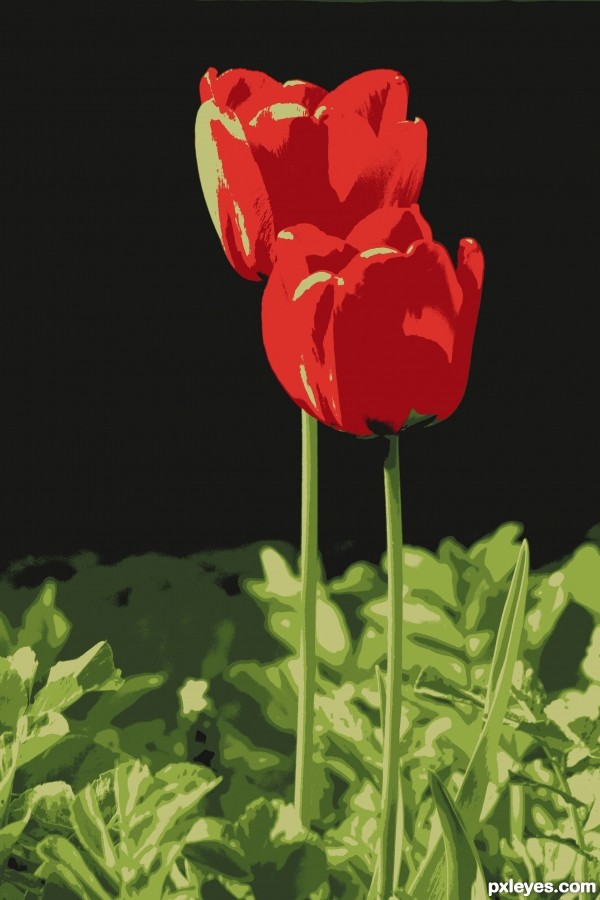 Tulips