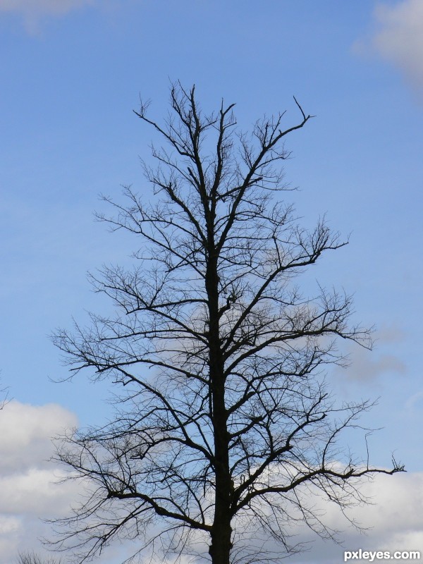 Creation of winter tree: Step 1