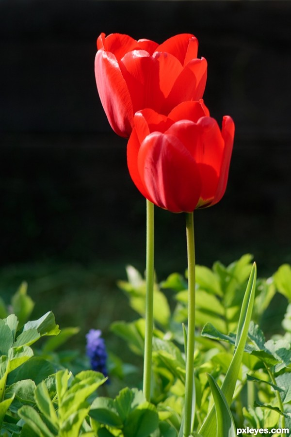 Creation of Tulips: Step 1