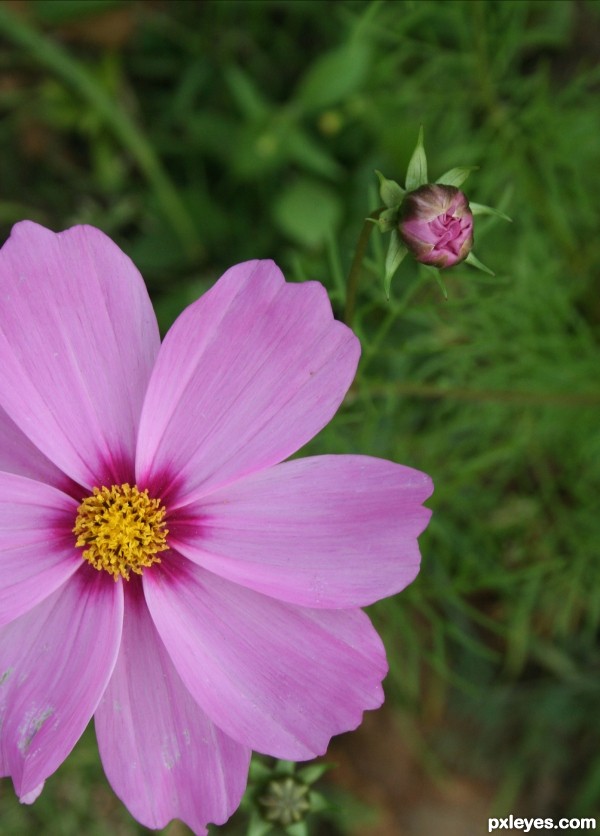 Creation of Pink FLower: Step 1