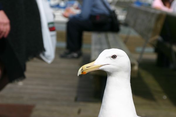 Creation of The Painted Gull: Step 1