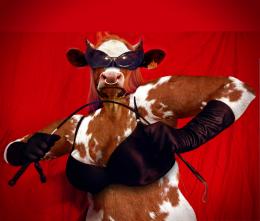 Cow dominatrix - Madam Bovine Picture