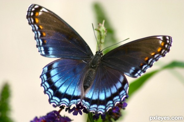 Creation of Vases and Butterflies: Step 9