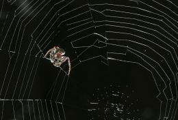 Backlit Arachnid