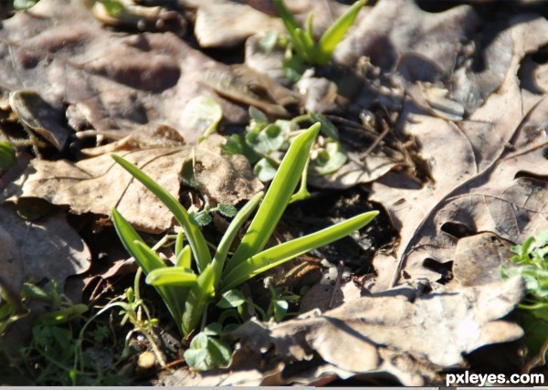 Creation of First sign of spring: Step 1