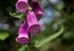 Digitalis