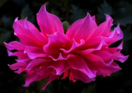 Drooping Dahlia