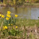 daffodils source image