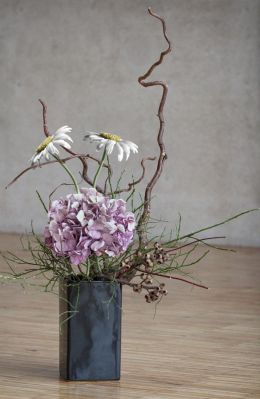 The Daisies battle against the Hydrangea