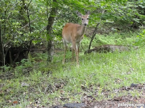 Creation of Deer in Headlights: Step 11