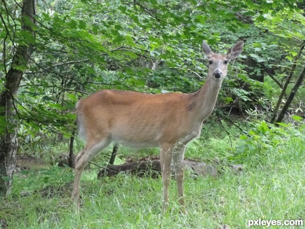 Creation of Deer in Headlights: Step 12