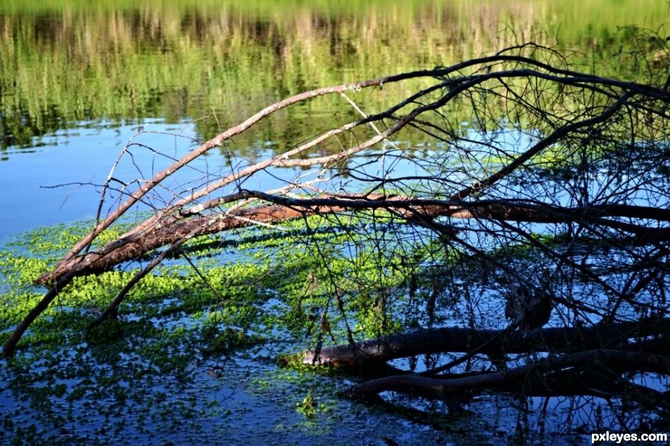 lake branches