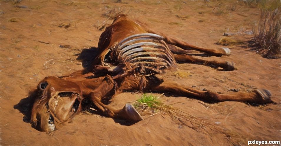 Horse, Gobi Desert