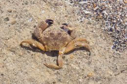 Decaying at beach