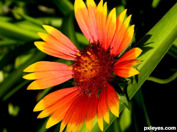 Creation of Waxed Sunflower: Step 2