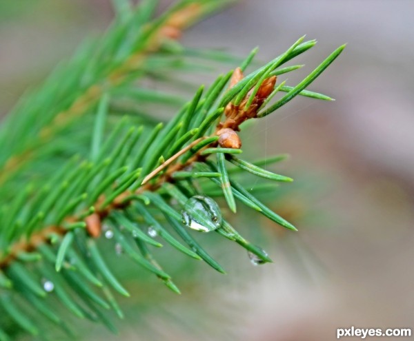 Dew on the fir tree