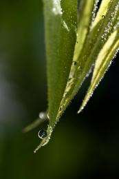 Dew on small leaves