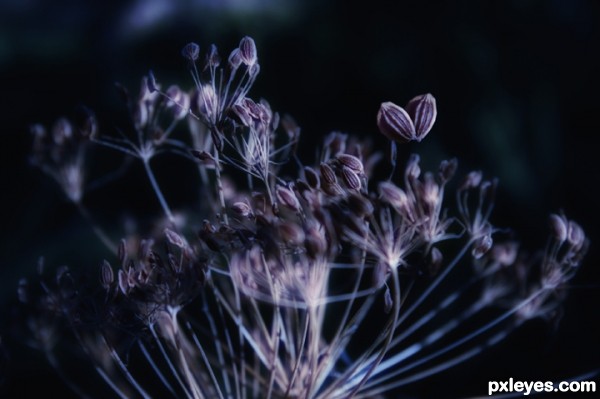 Creation of many purple dill flower open: Step 1