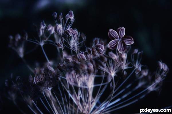 Creation of many purple dill flower open: Step 2