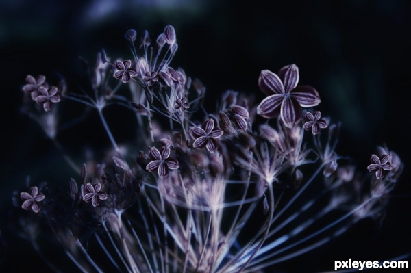 Creation of many purple dill flower open: Step 3