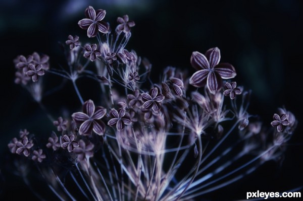 Creation of many purple dill flower open: Step 4