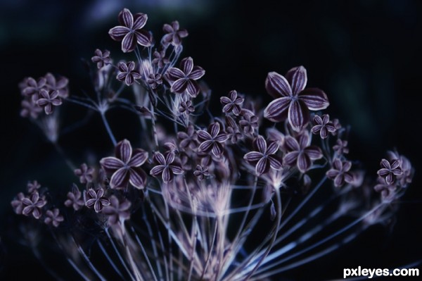 Creation of many purple dill flower open: Step 5