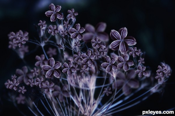 Creation of many purple dill flower open: Step 6