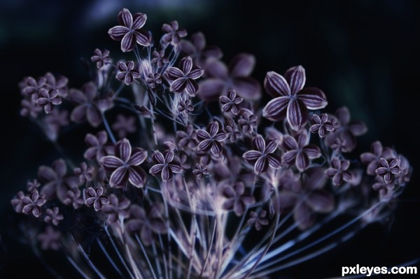 Creation of many purple dill flower open: Step 7