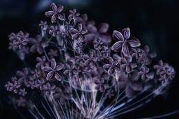 many purple dill flower open