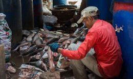 Making of Prahoc fish sauce