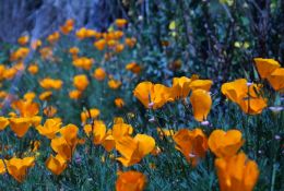 California poppies