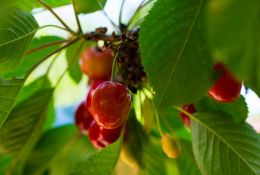 Cherries