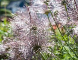 Pulsatilla vulgaris