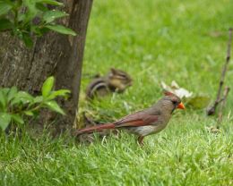 Cardinal