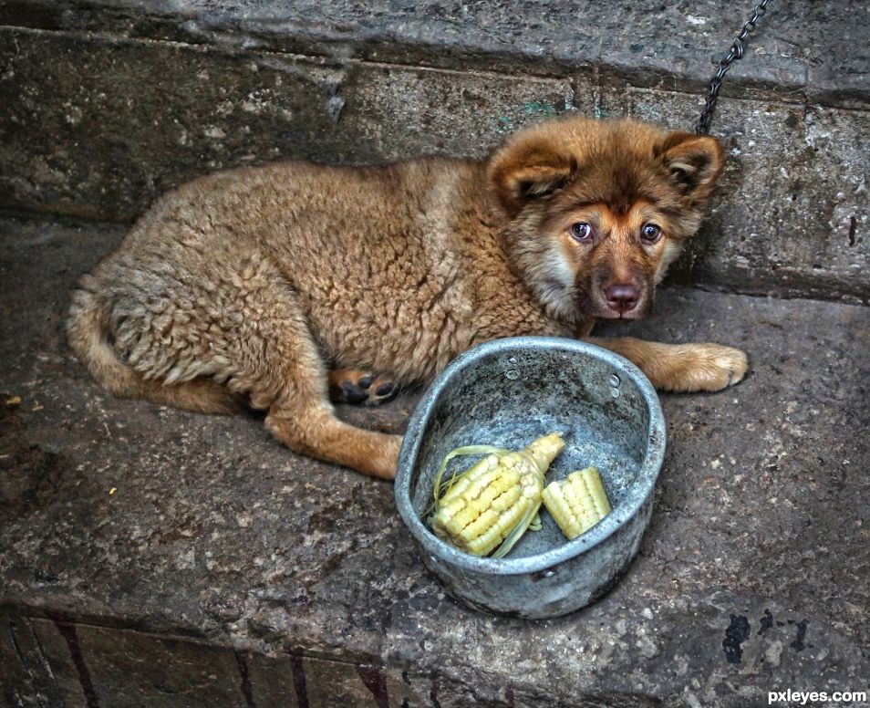 Frightened Vegetarian