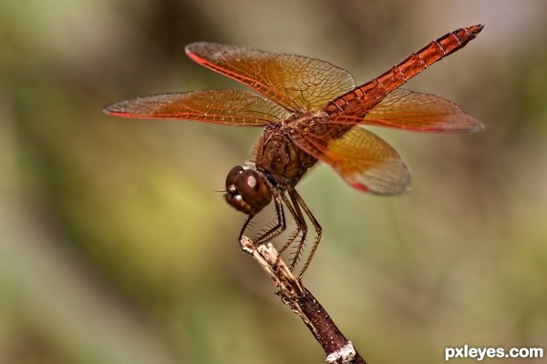 Dragon fly 