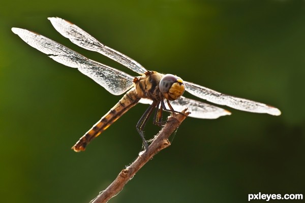 Laughing Dragon fly 