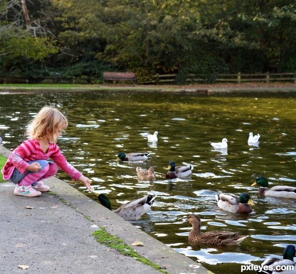 duck feeding