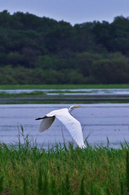 Egret