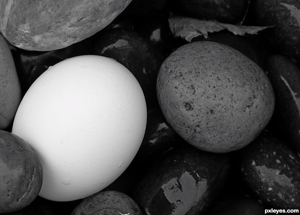 An Egg in the Quarry