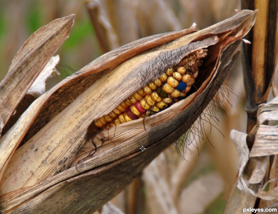 Creation of Smoked Corn: Step 3