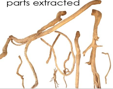 Creation of Roots Horse: Step 2