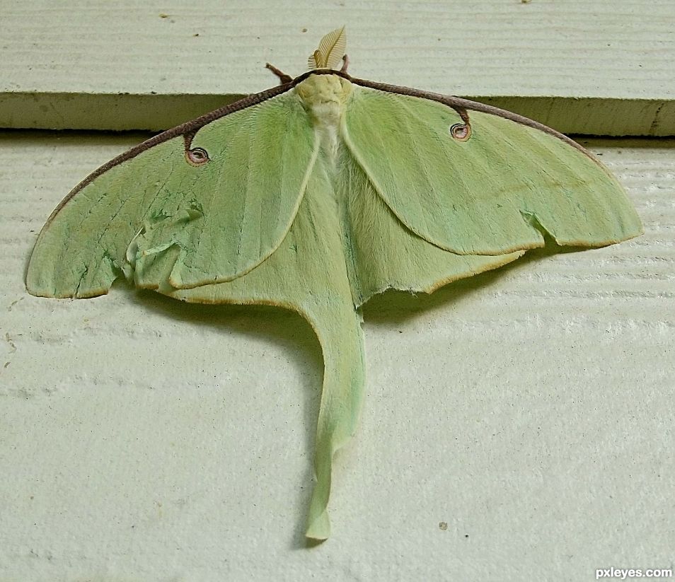 Luna moth