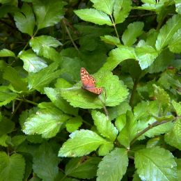 ColourfulButterflyongreenleaves